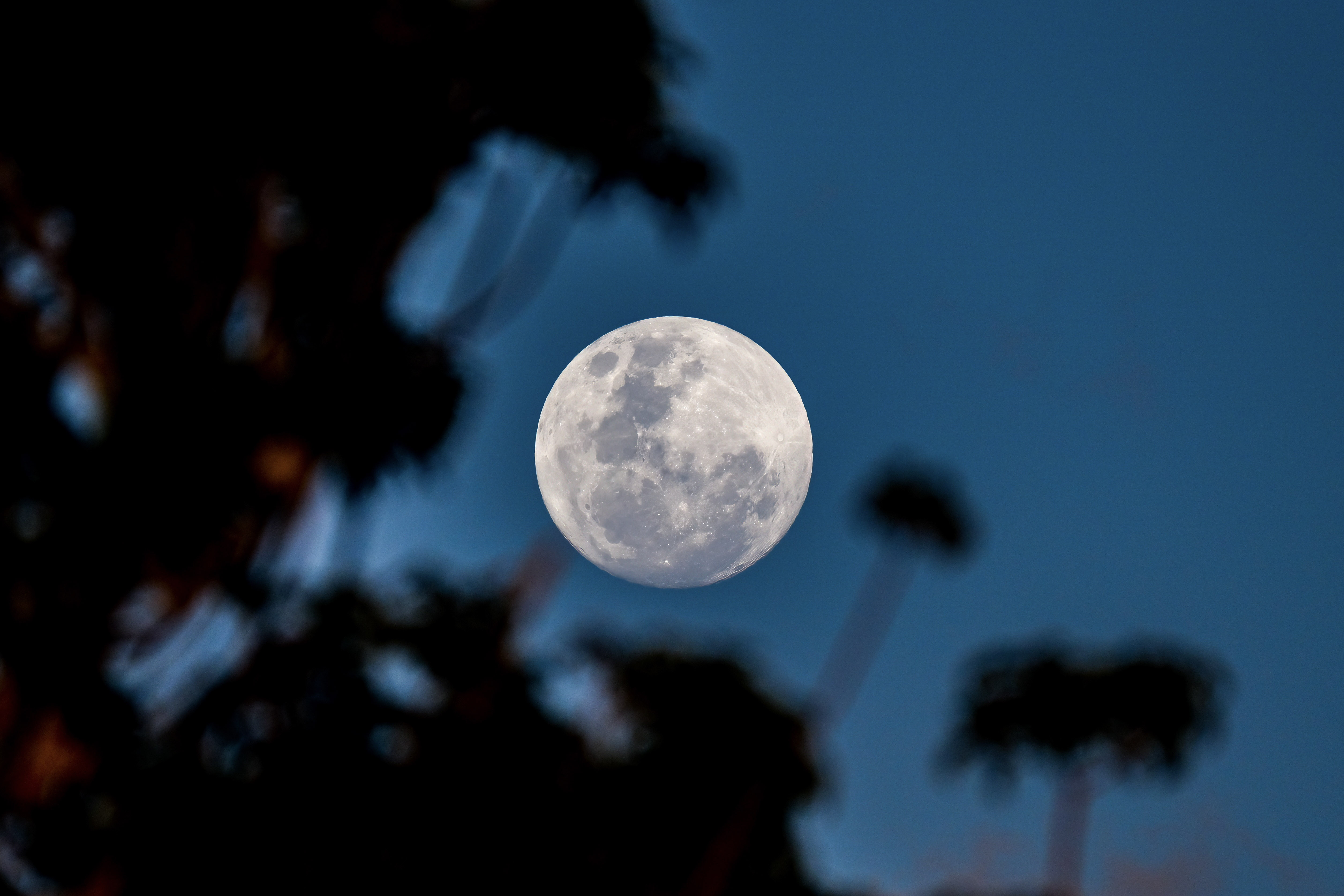 Moon peaking through canopy