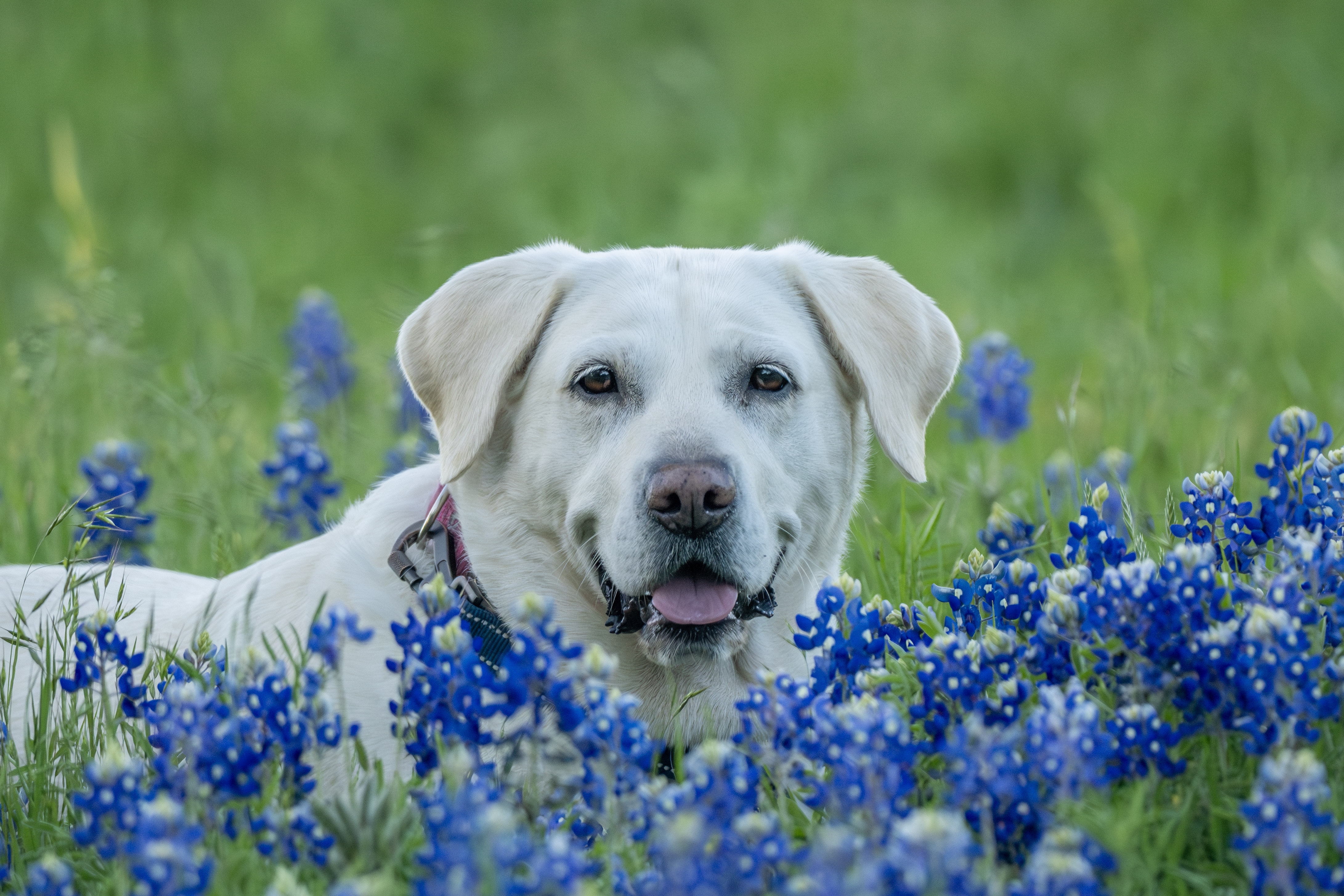 Luna blue bonnets
