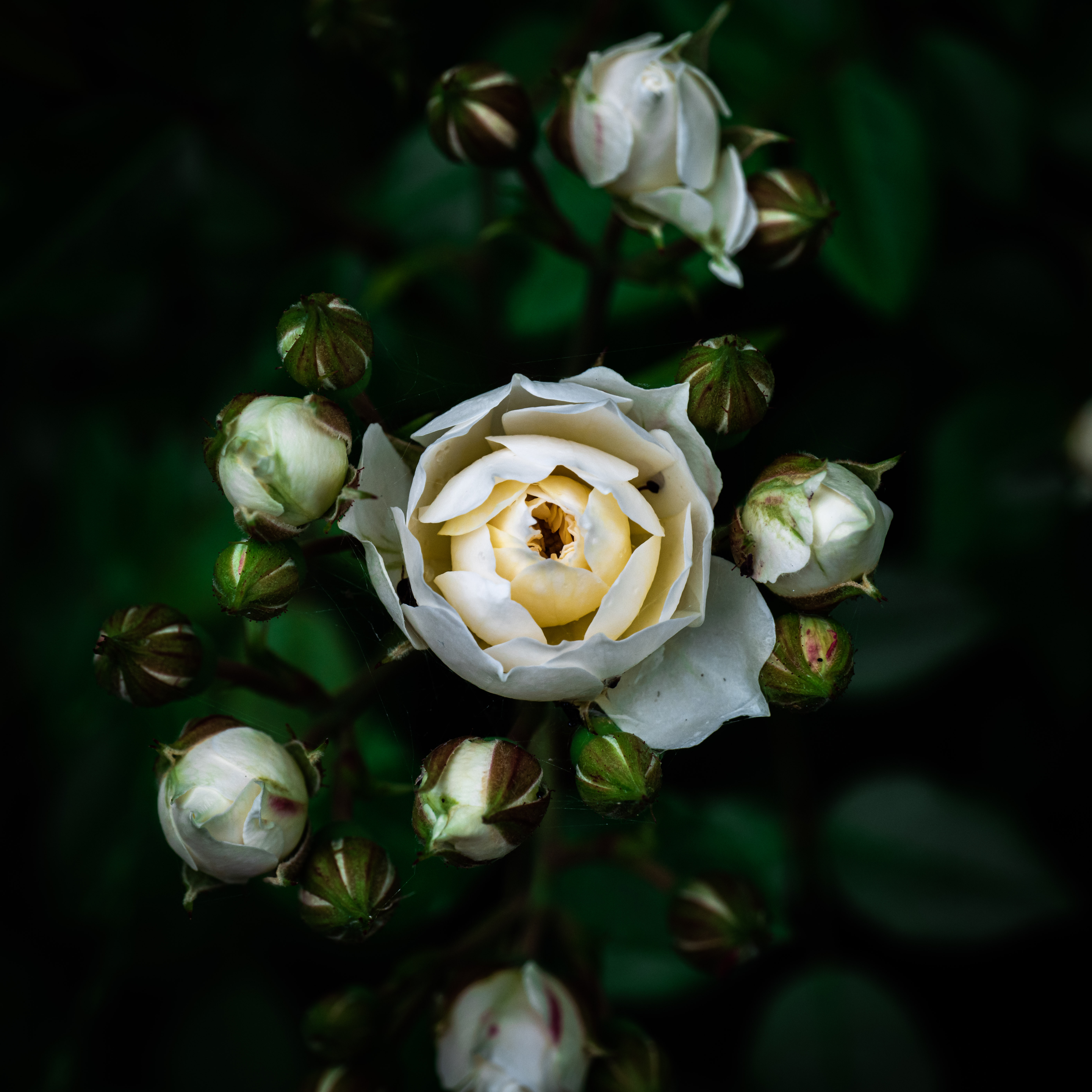 Rosa Contrast