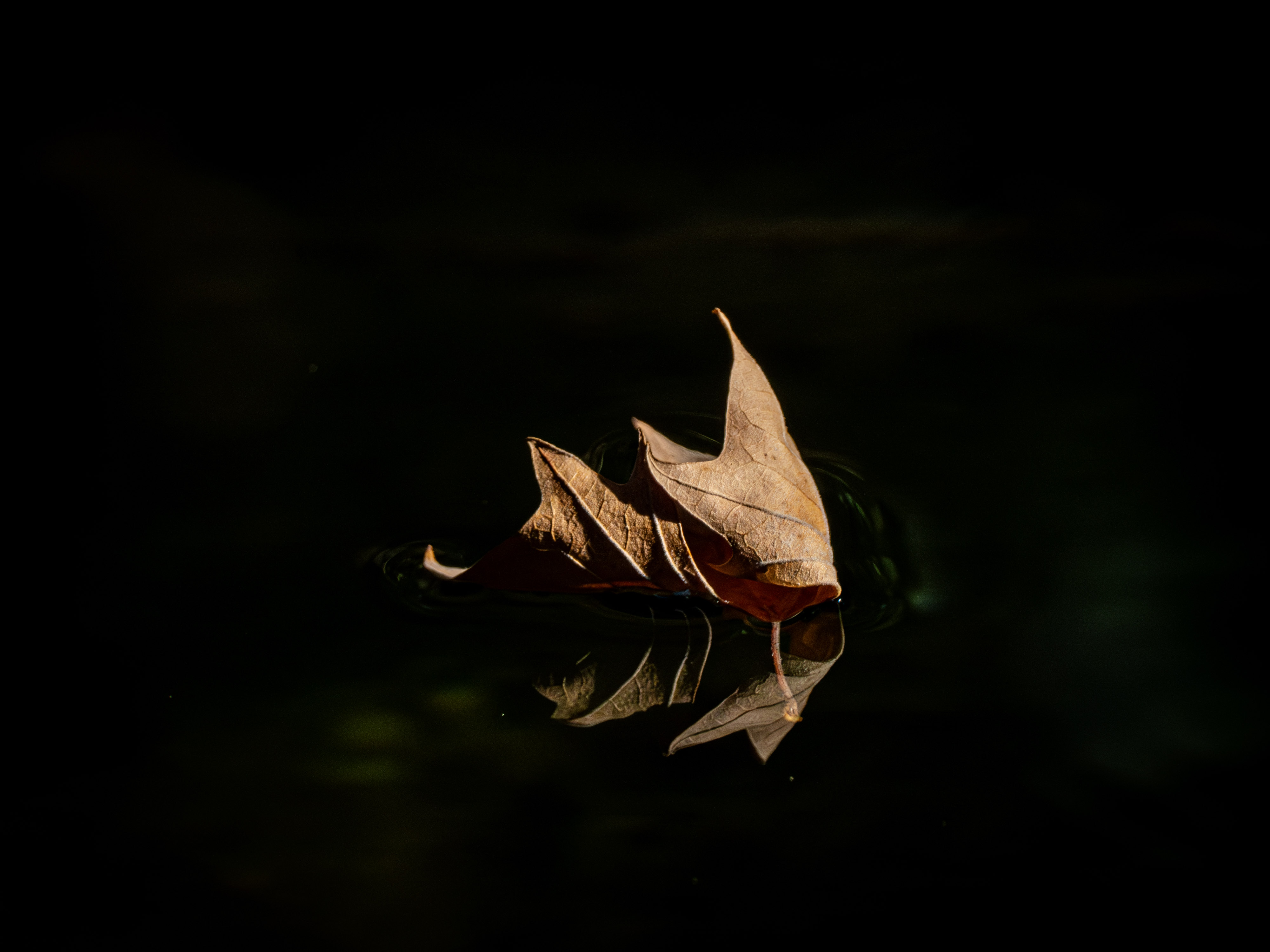 Leaf in the water