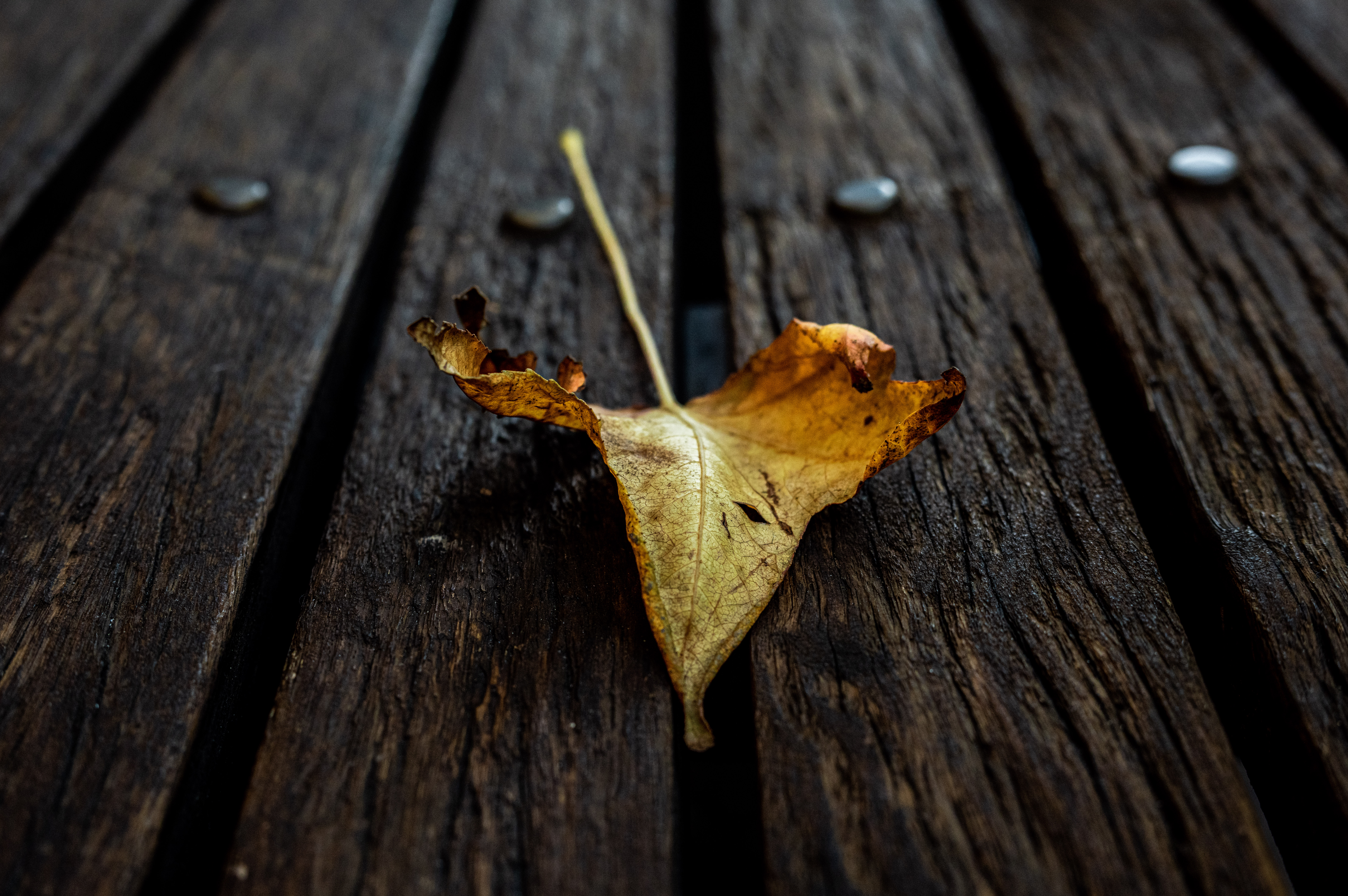 Leaf macro fun