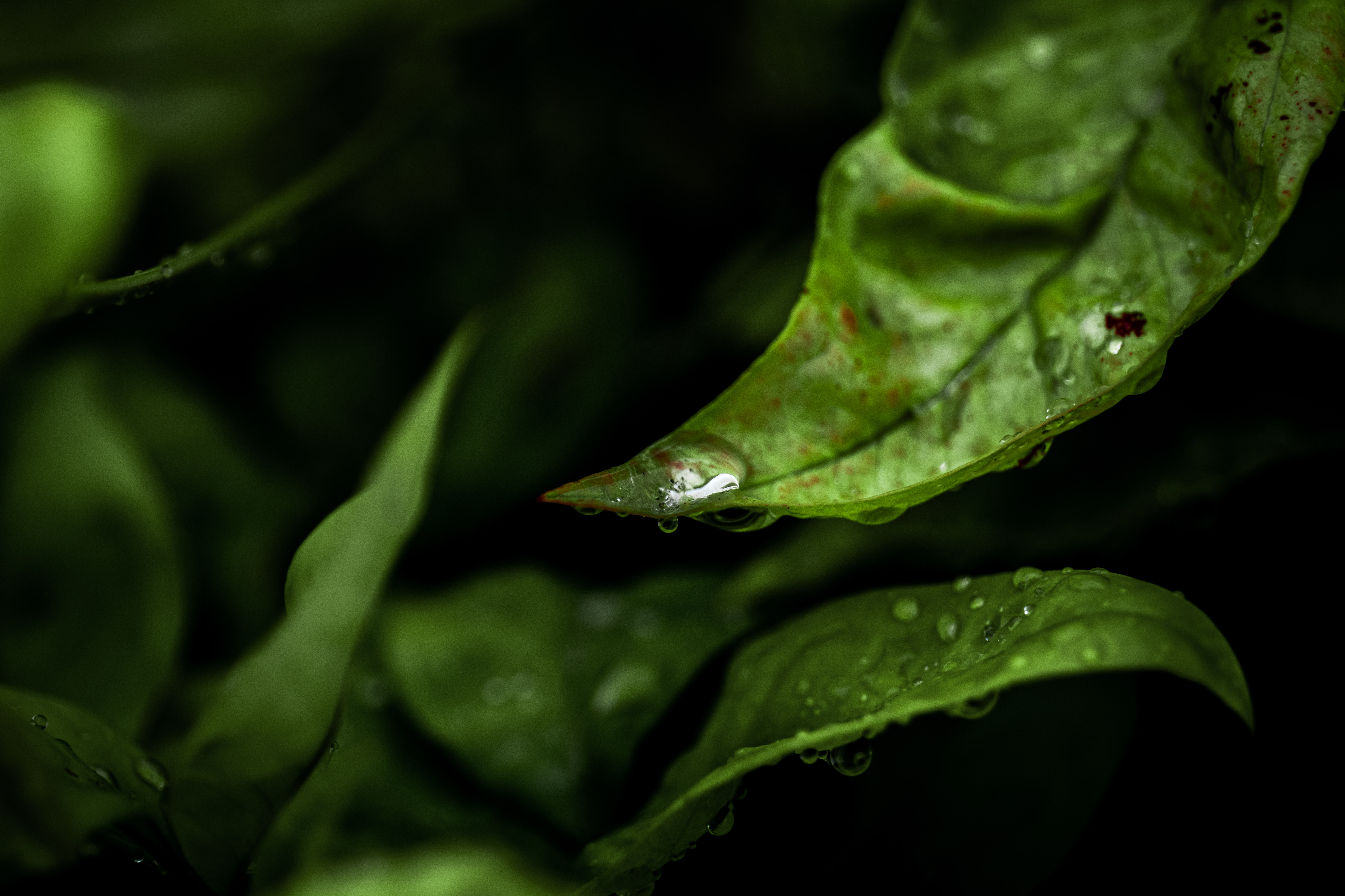 Leaf water droplet