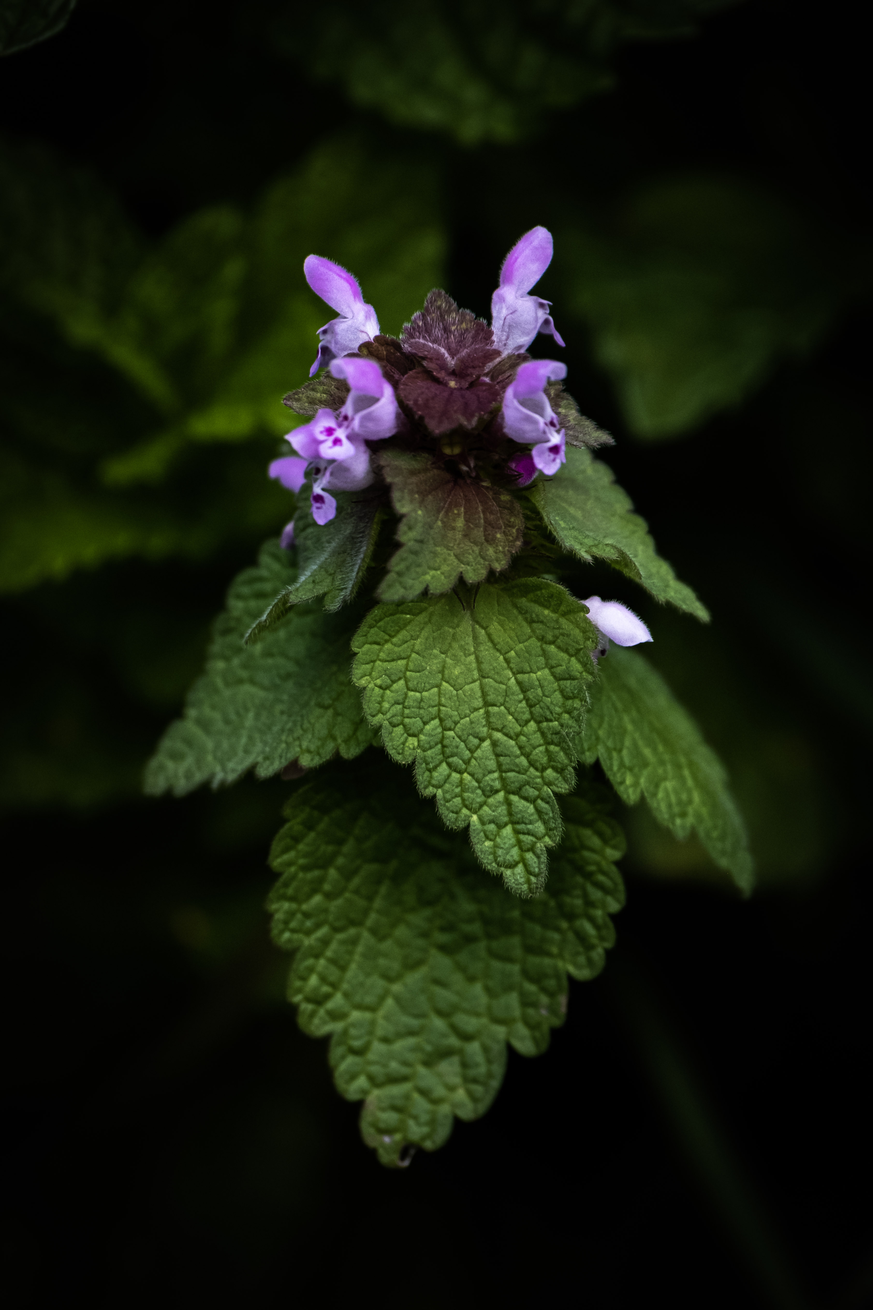 Vivid purple deadnettle