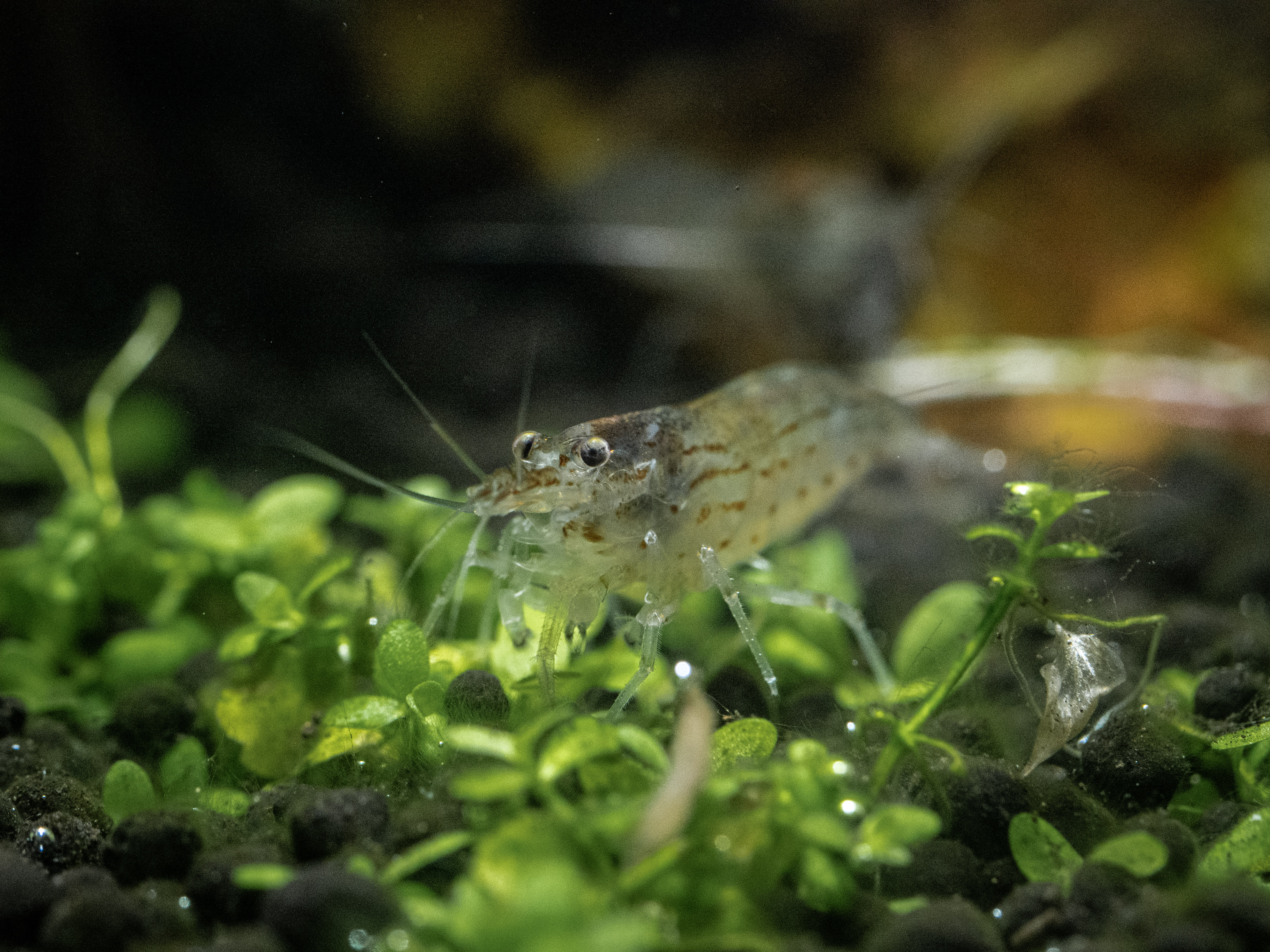 Aquarium shrimp
