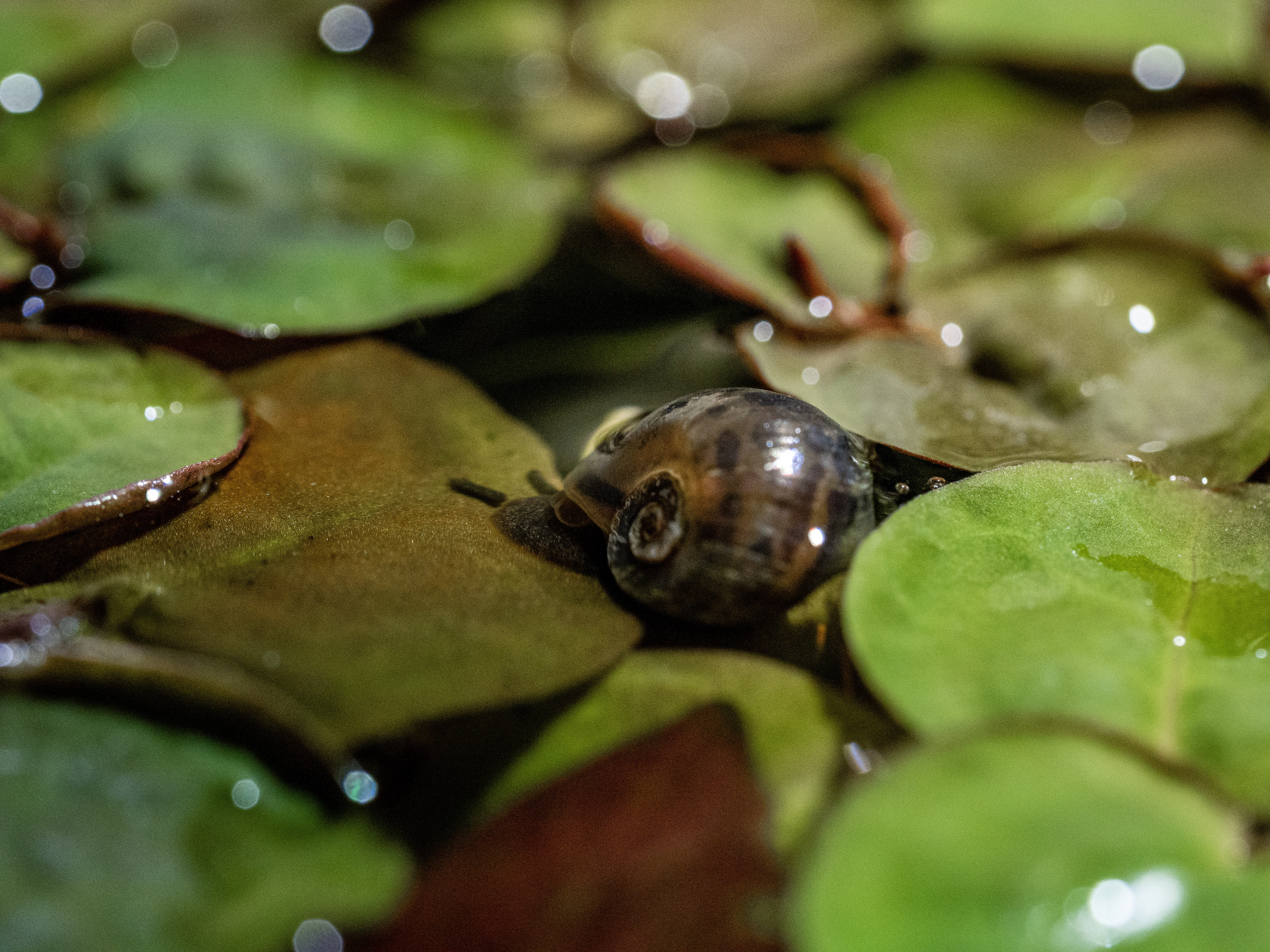 Aquatic snail