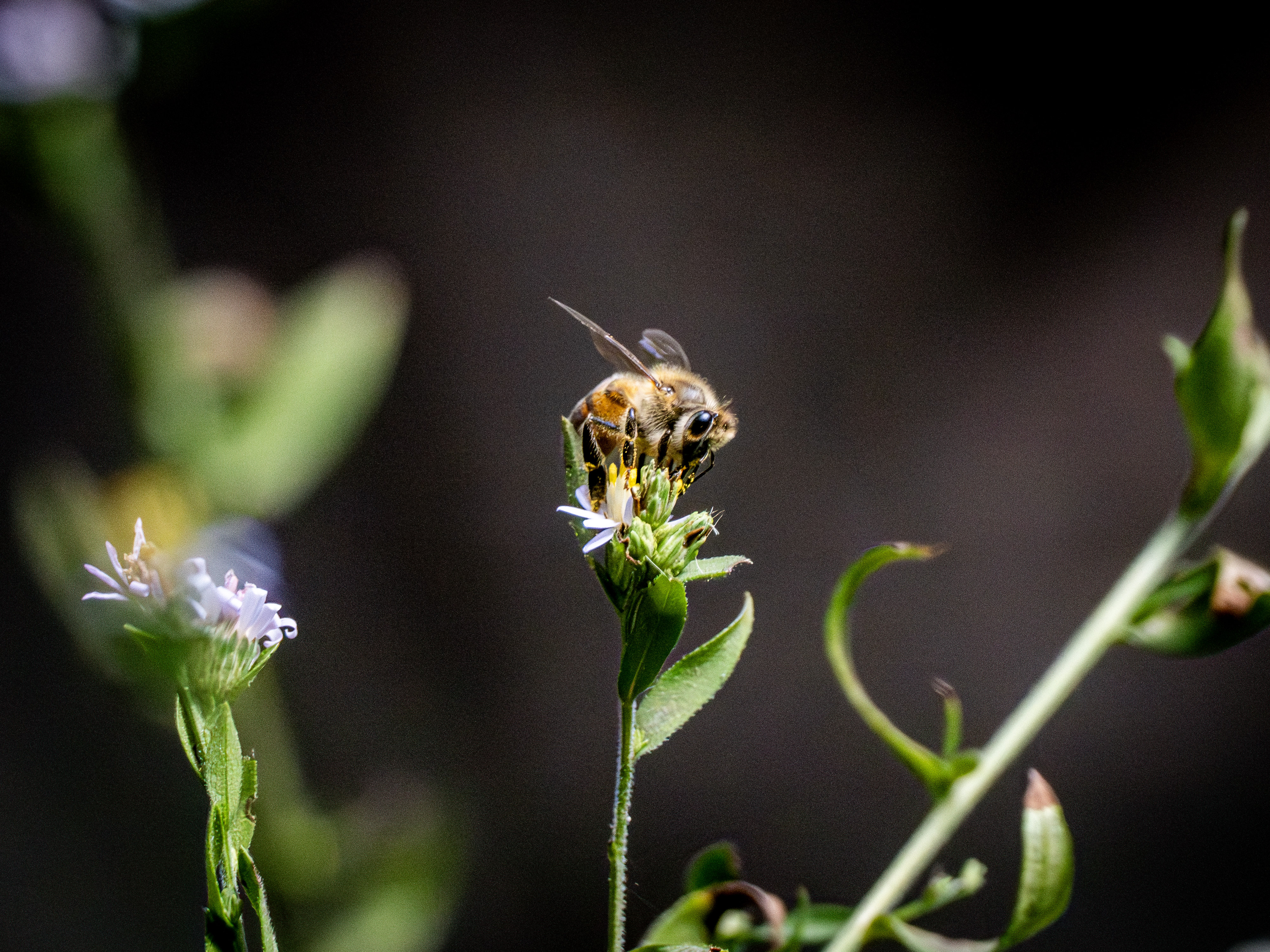 Bee time