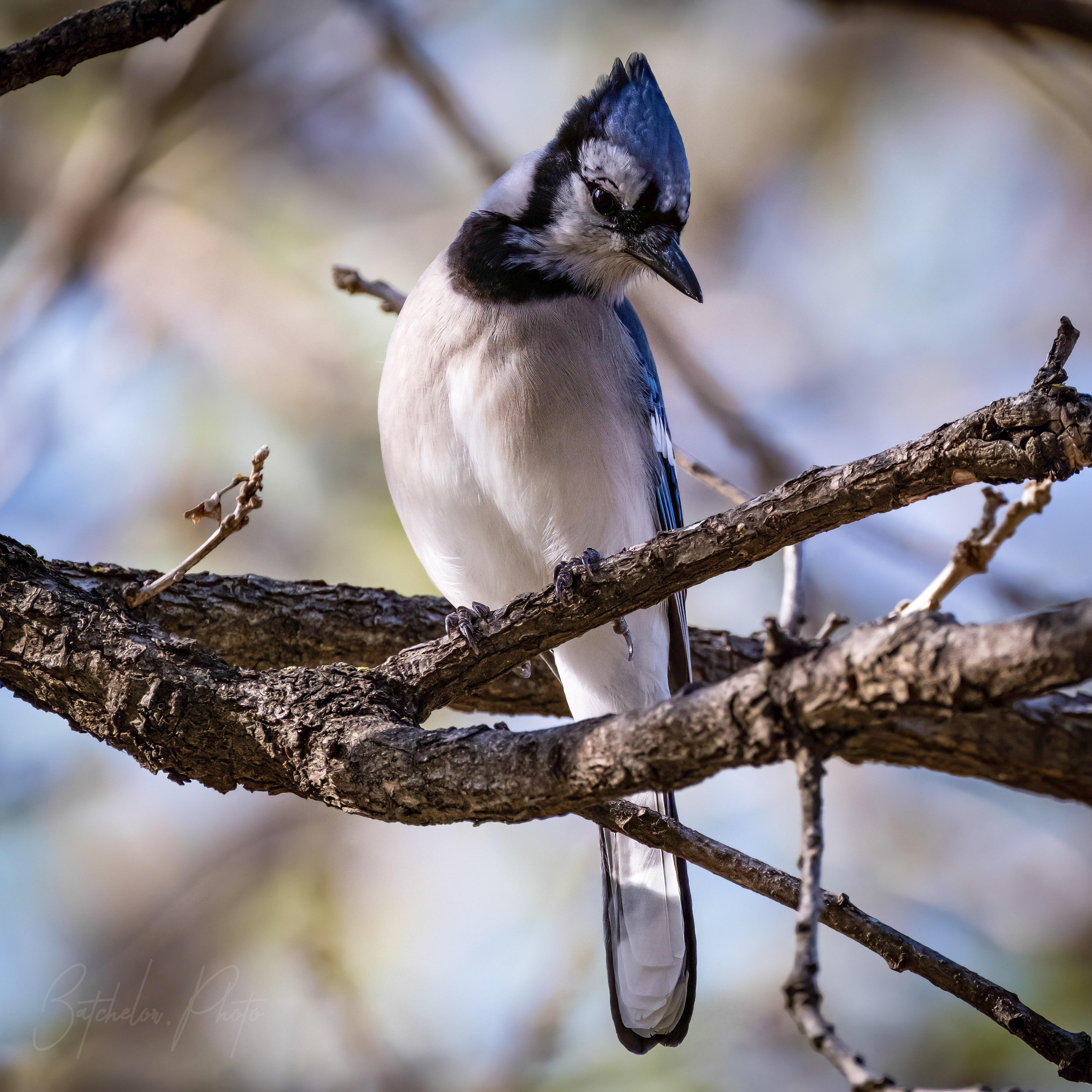 Bluejay poser