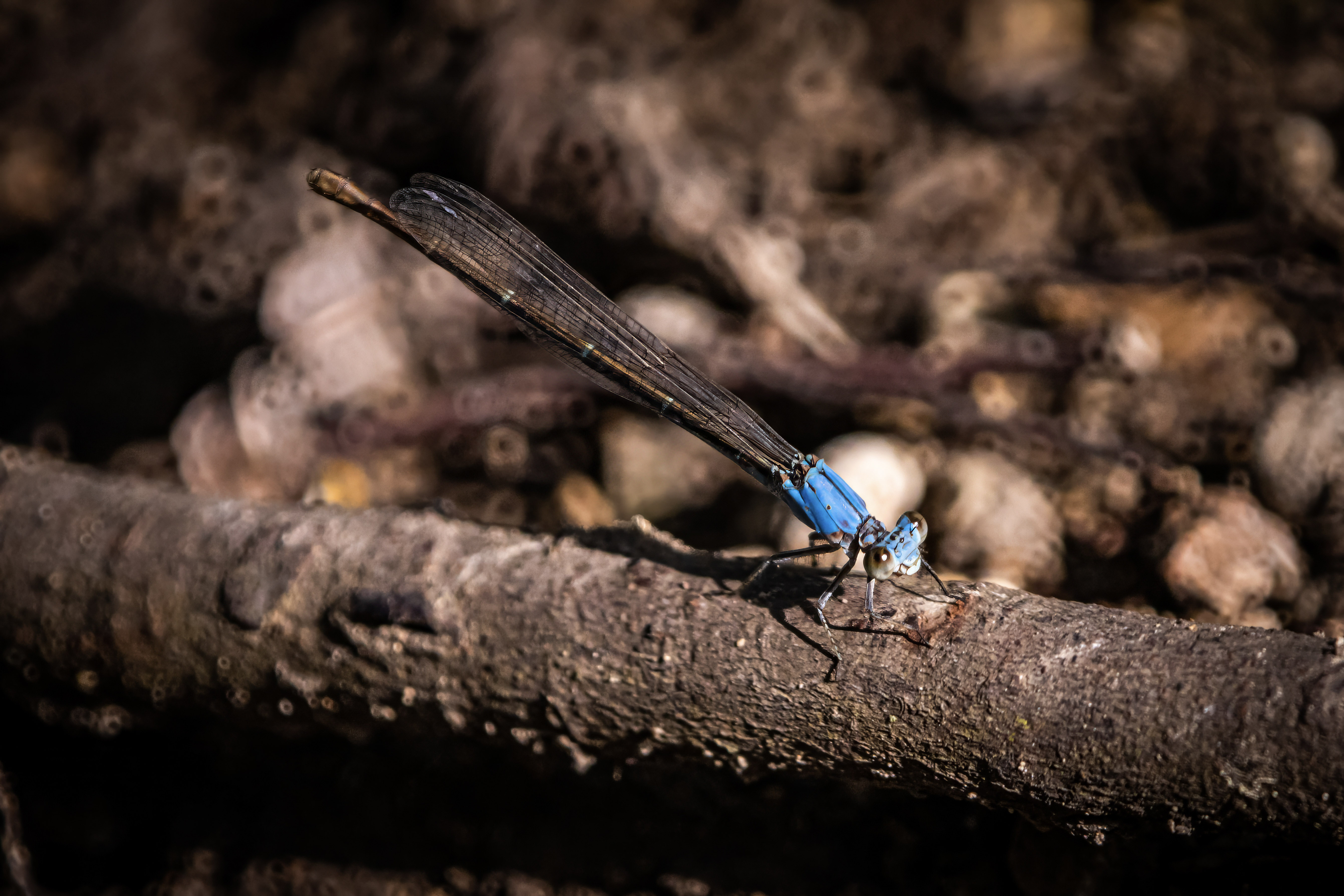 Bluet mirror lens