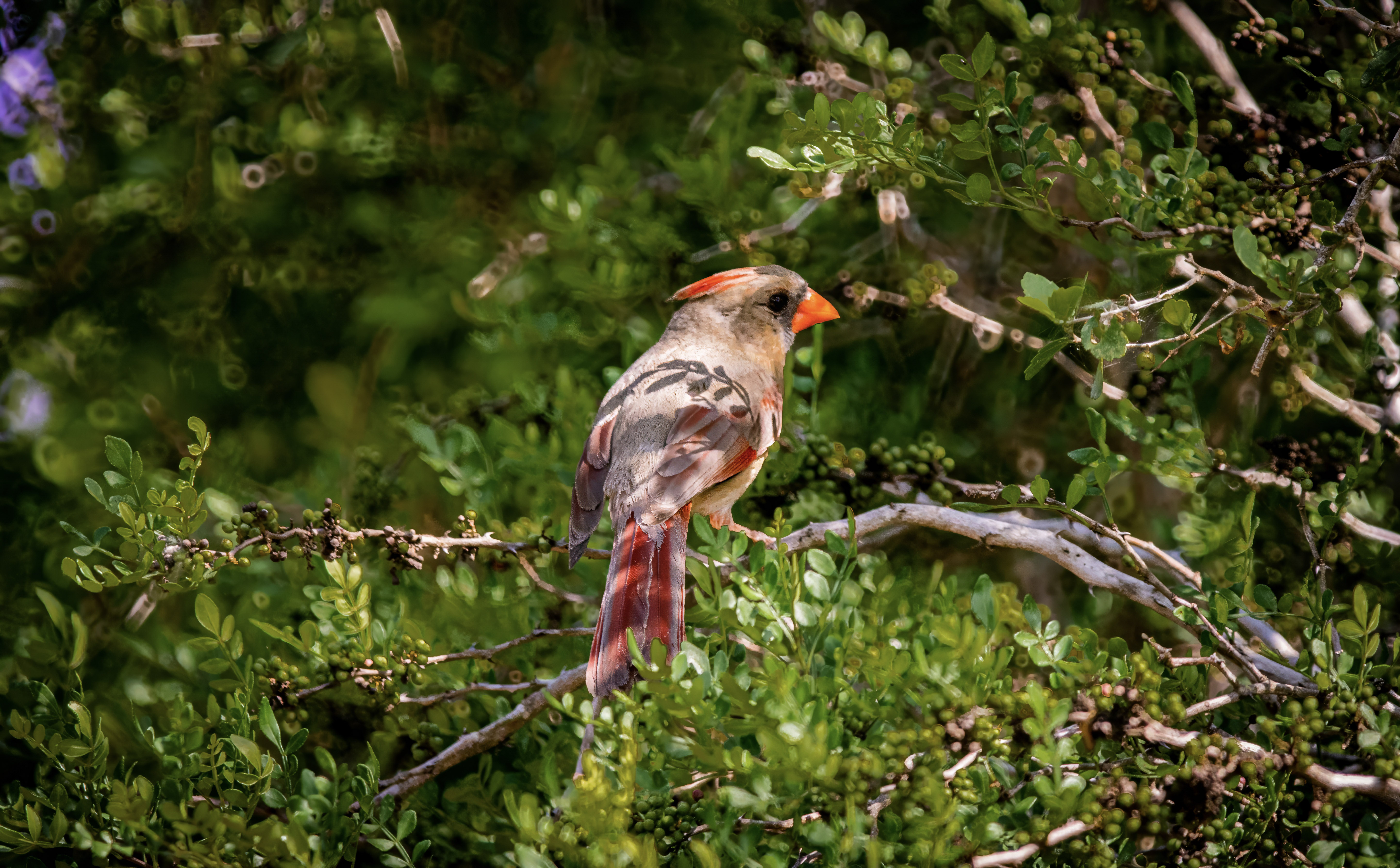 Cardinal mirror lens