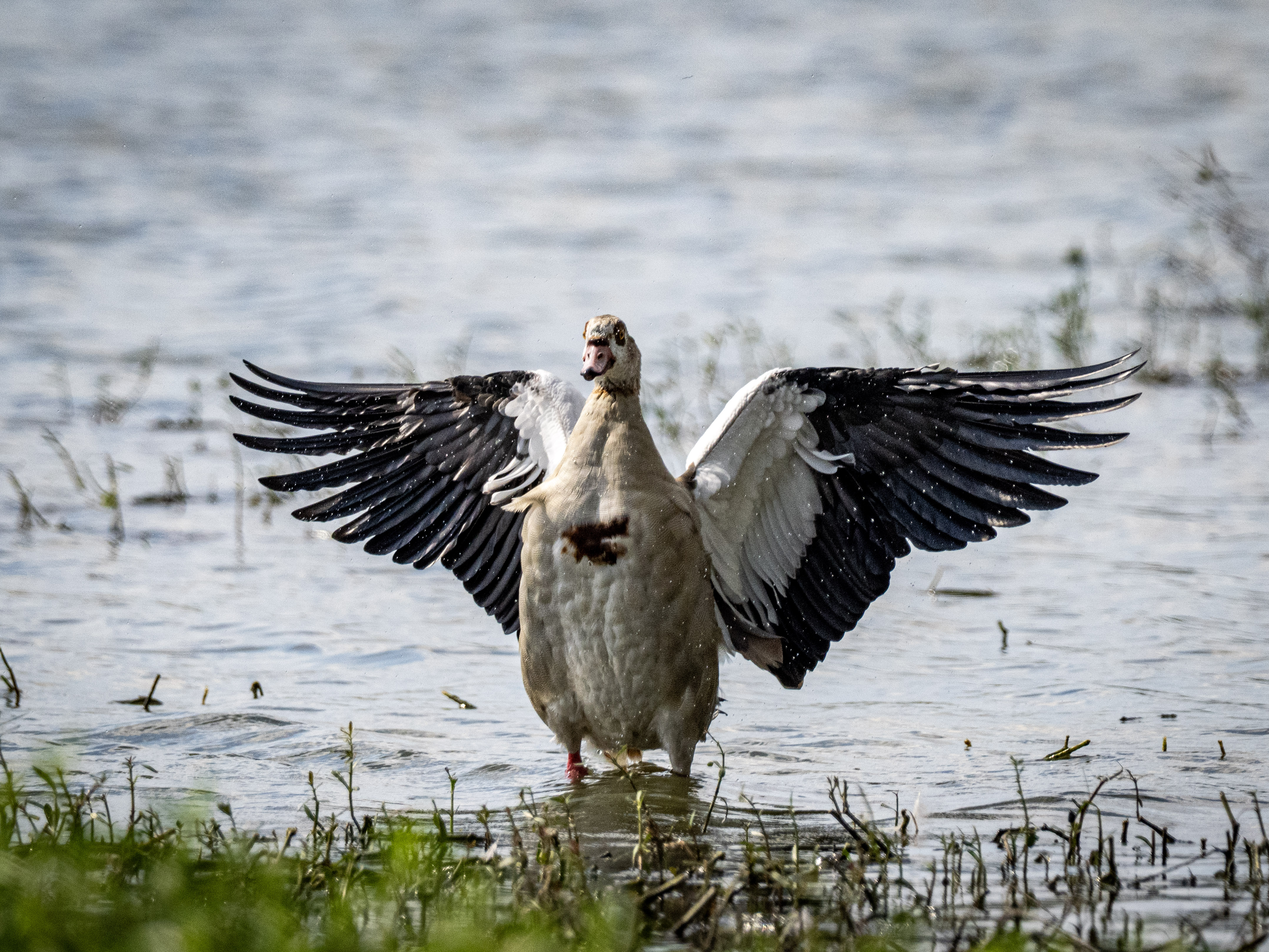 Egyption goose flap
