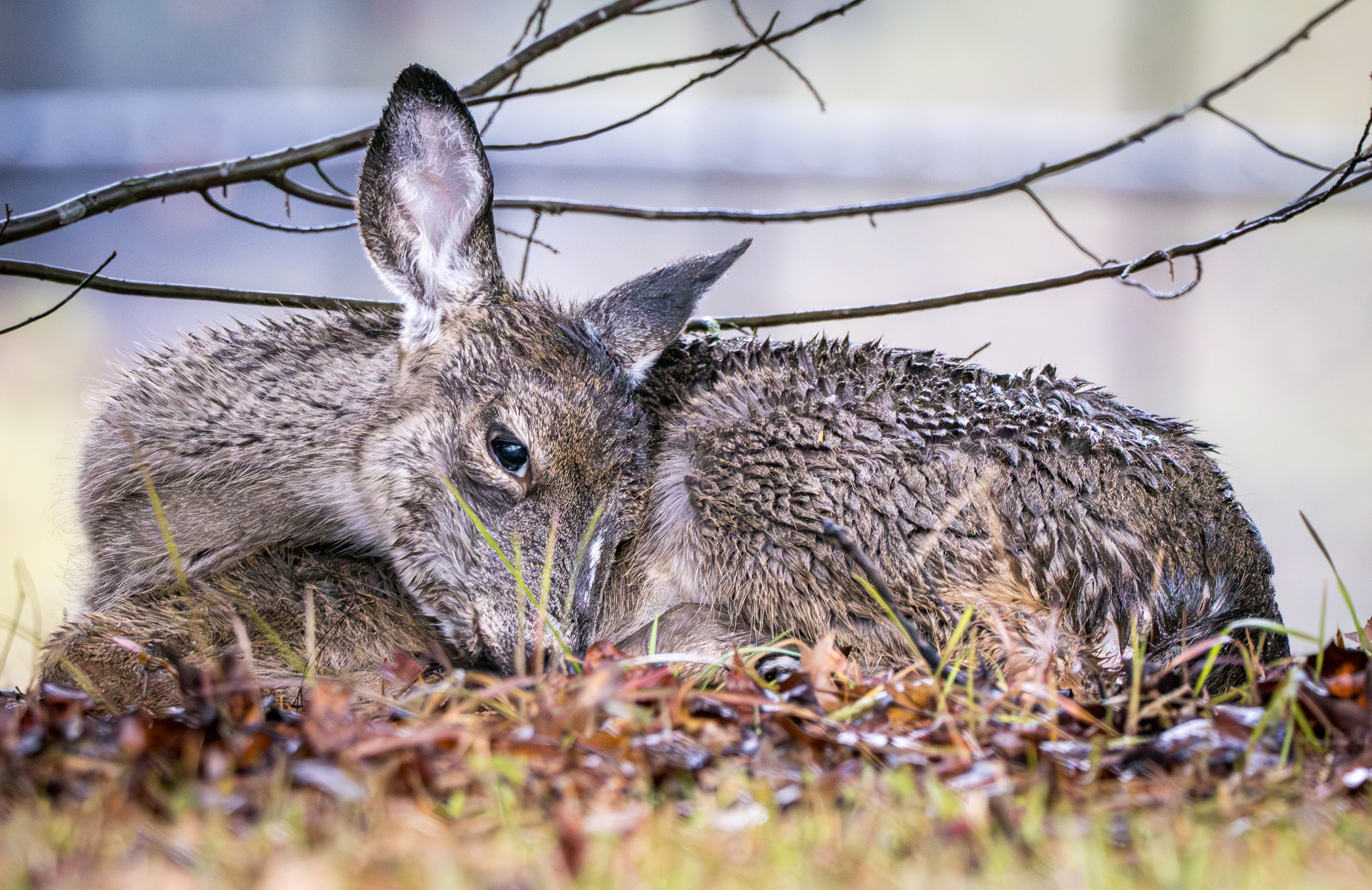Fawns final hours