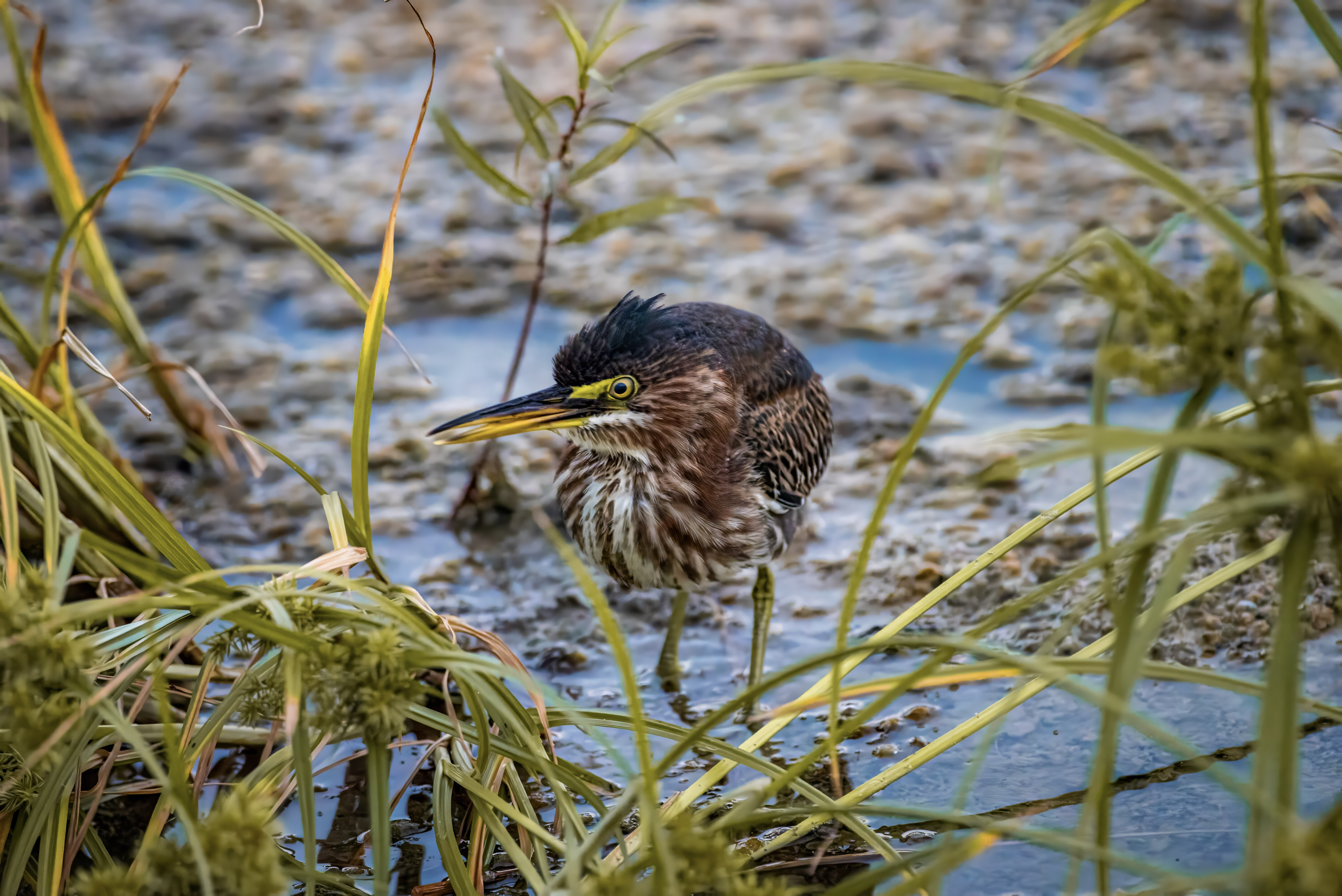 Green heron swamp