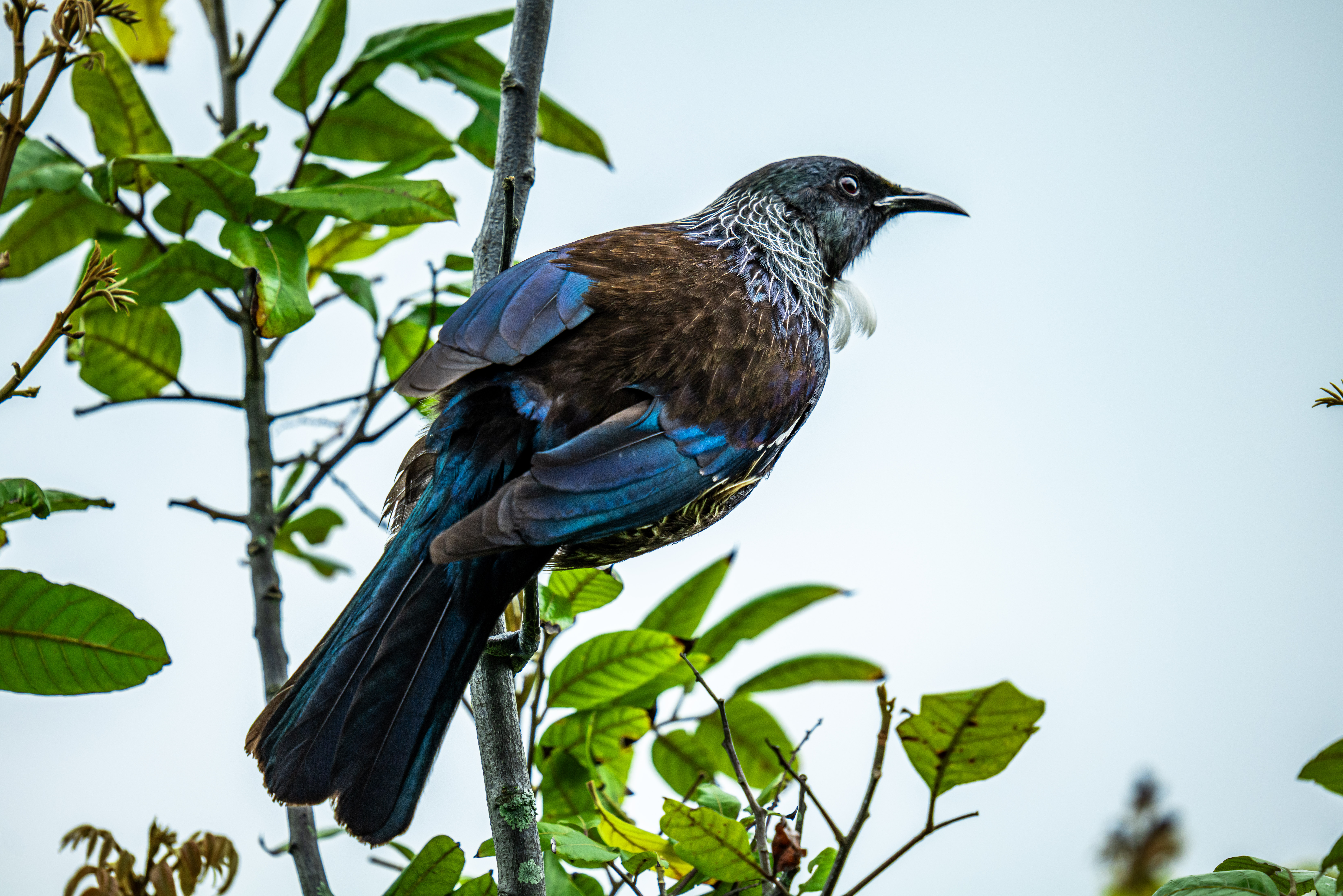 Majestic tui