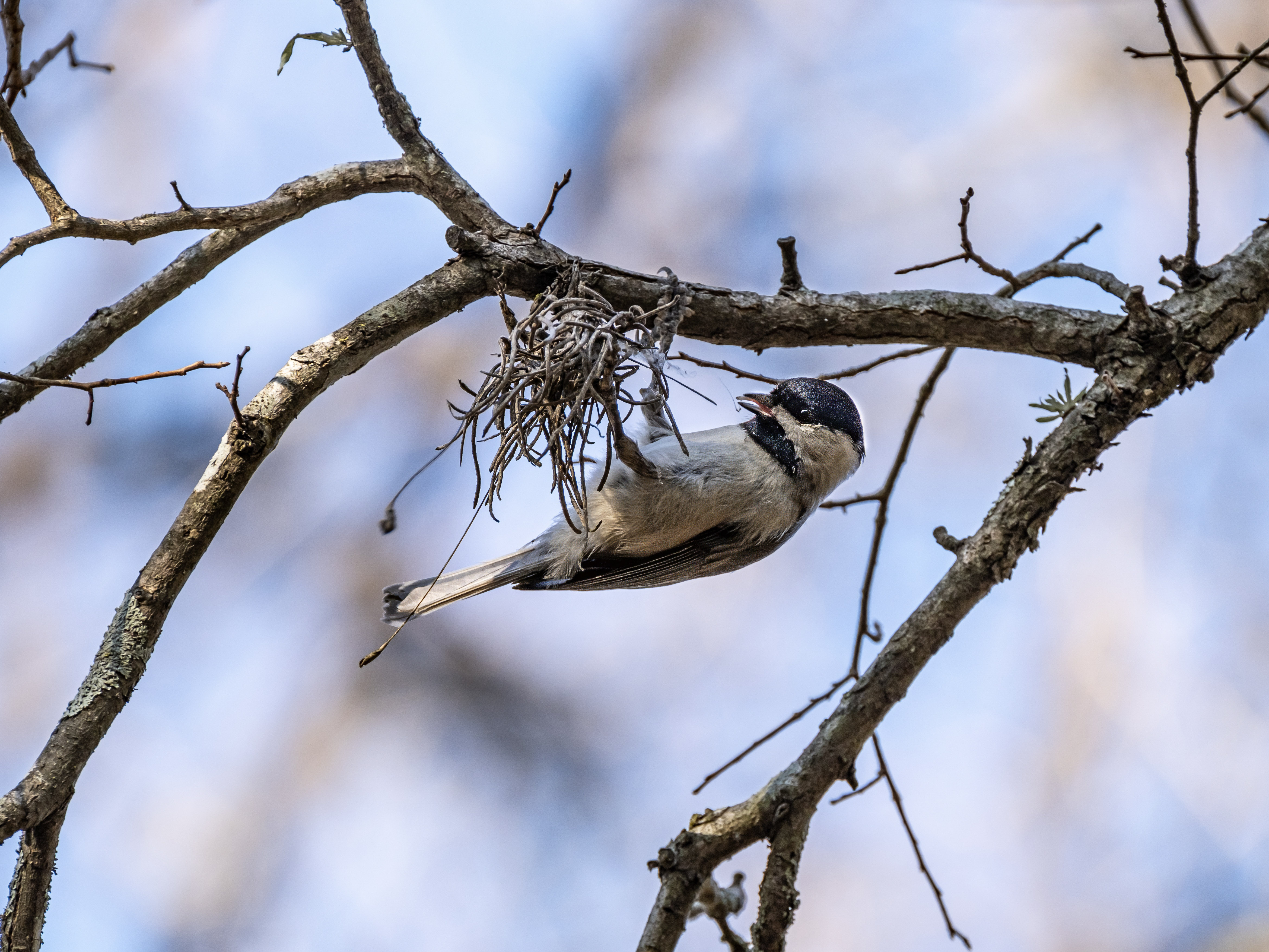Nest building chickadee