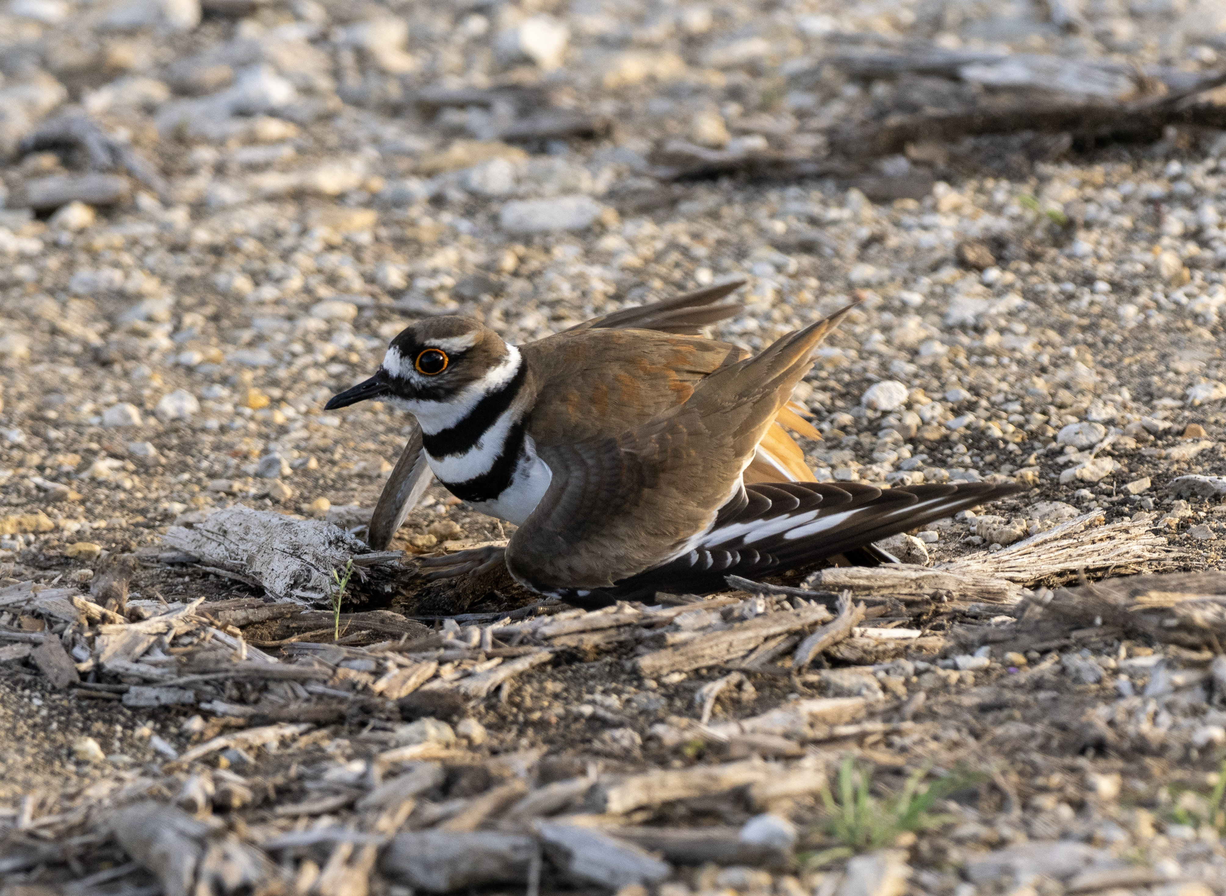 Nesting killdeer
