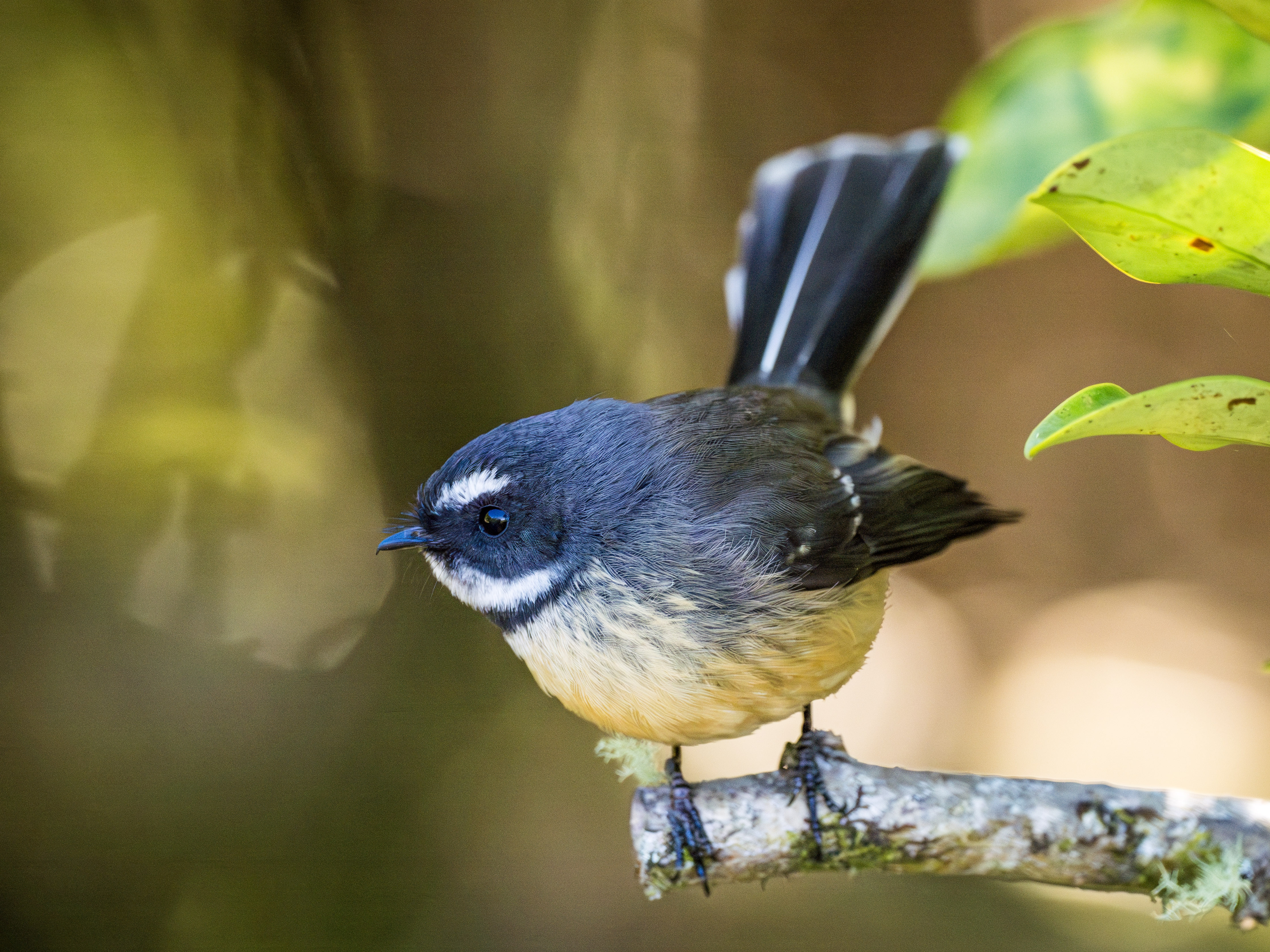 New zealand faintail