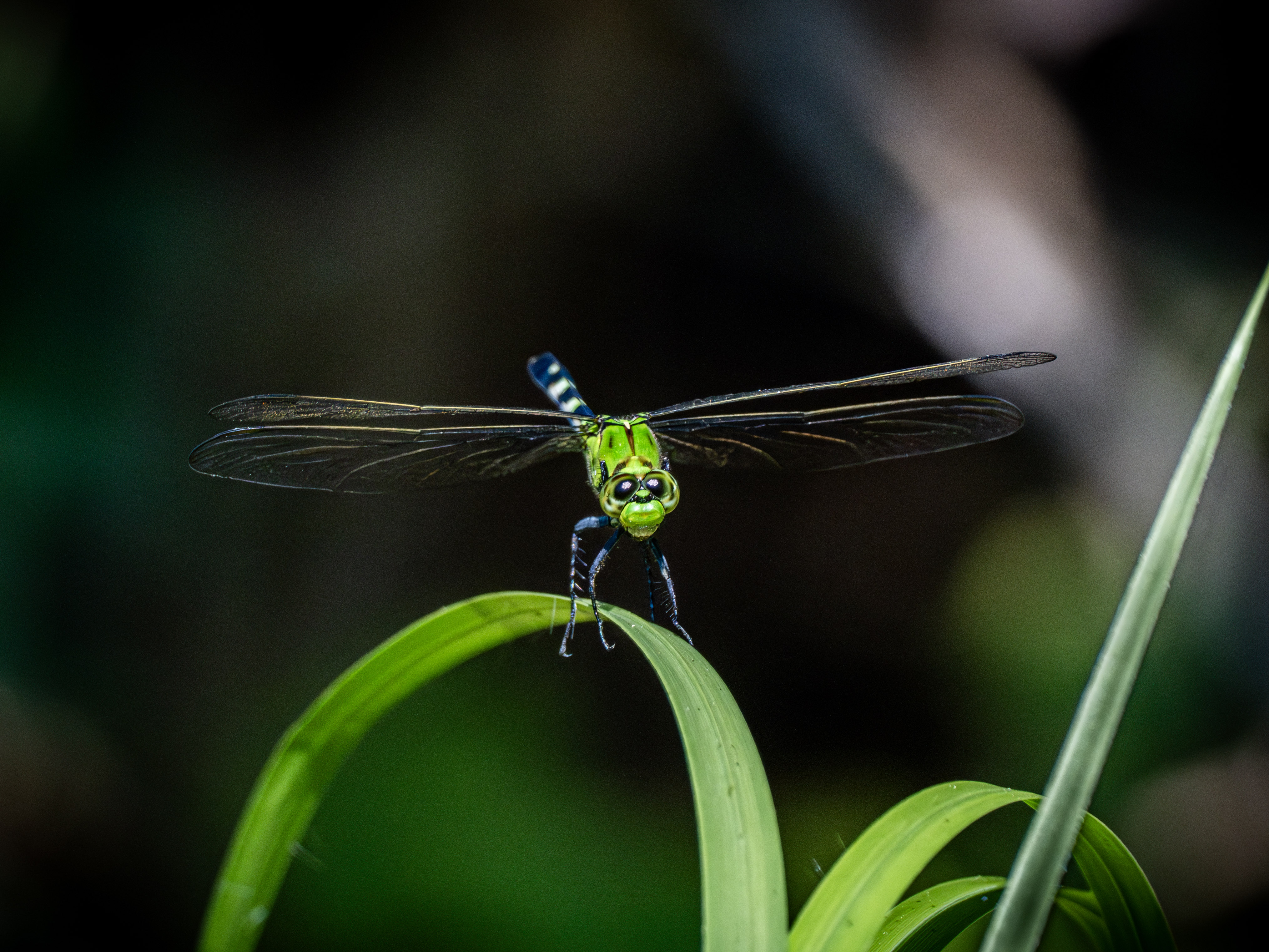 Pondhawk dragonfly