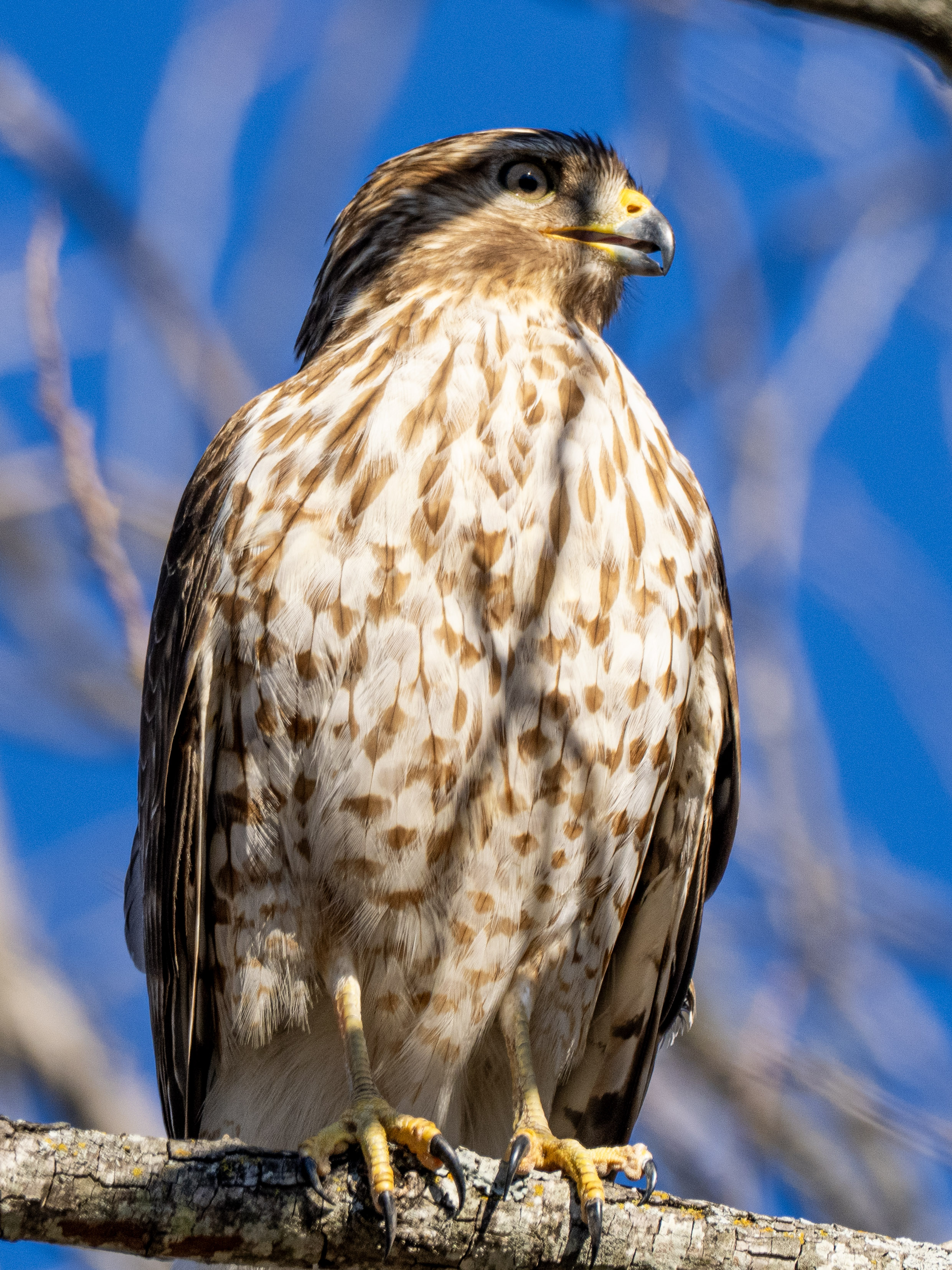 Red shouldered hawk front