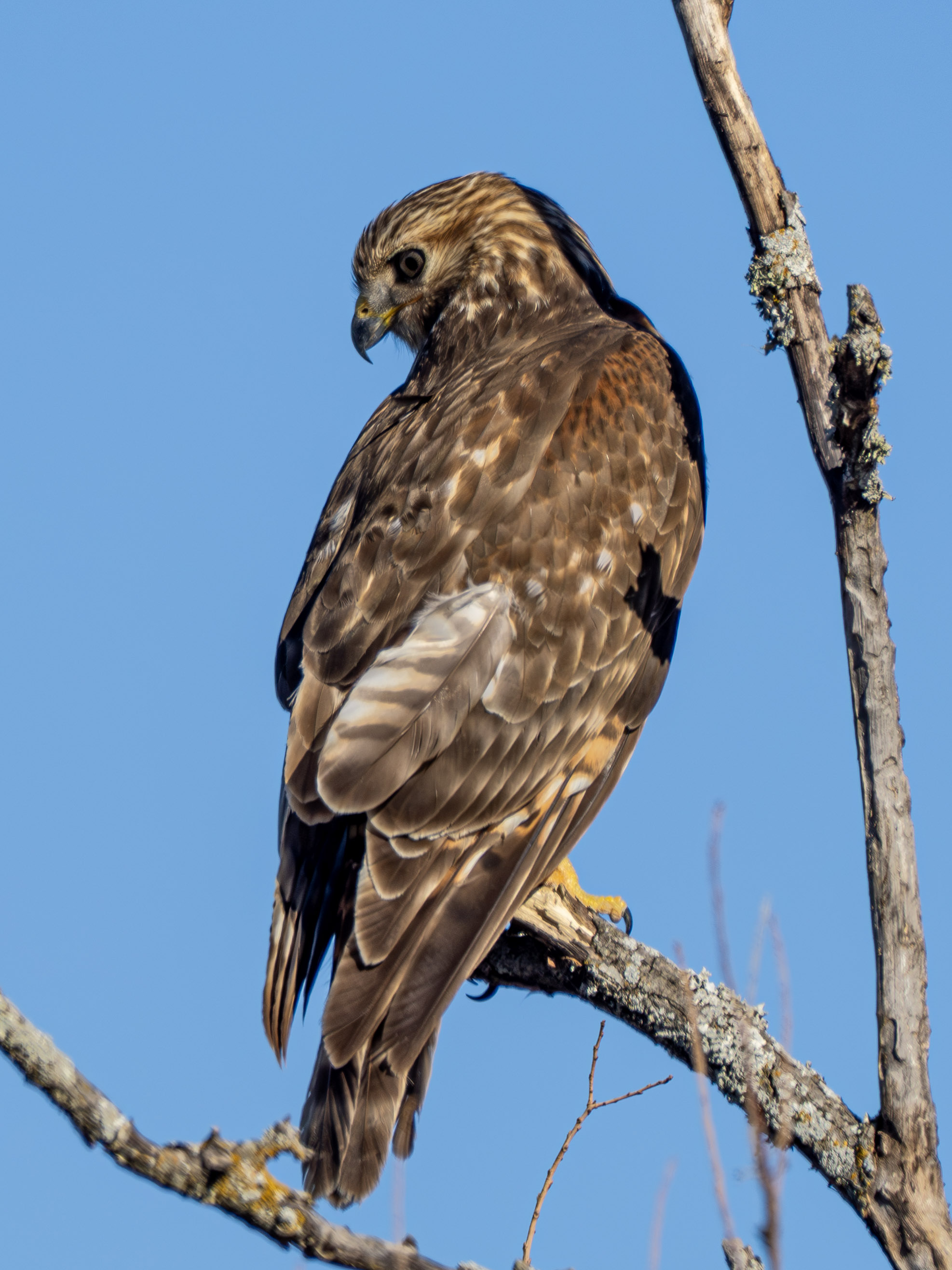Red shouldered hawk look back