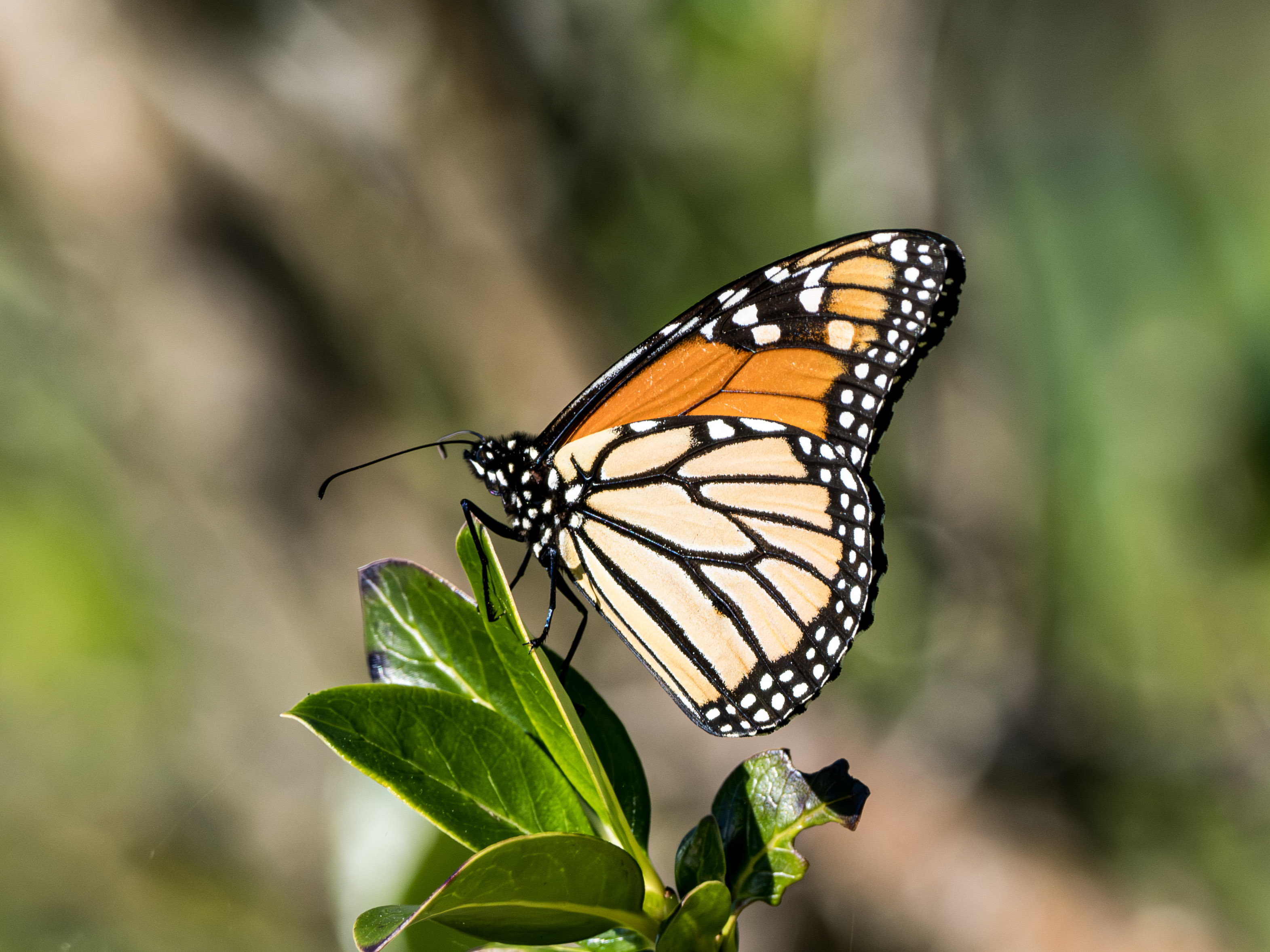 The monarch