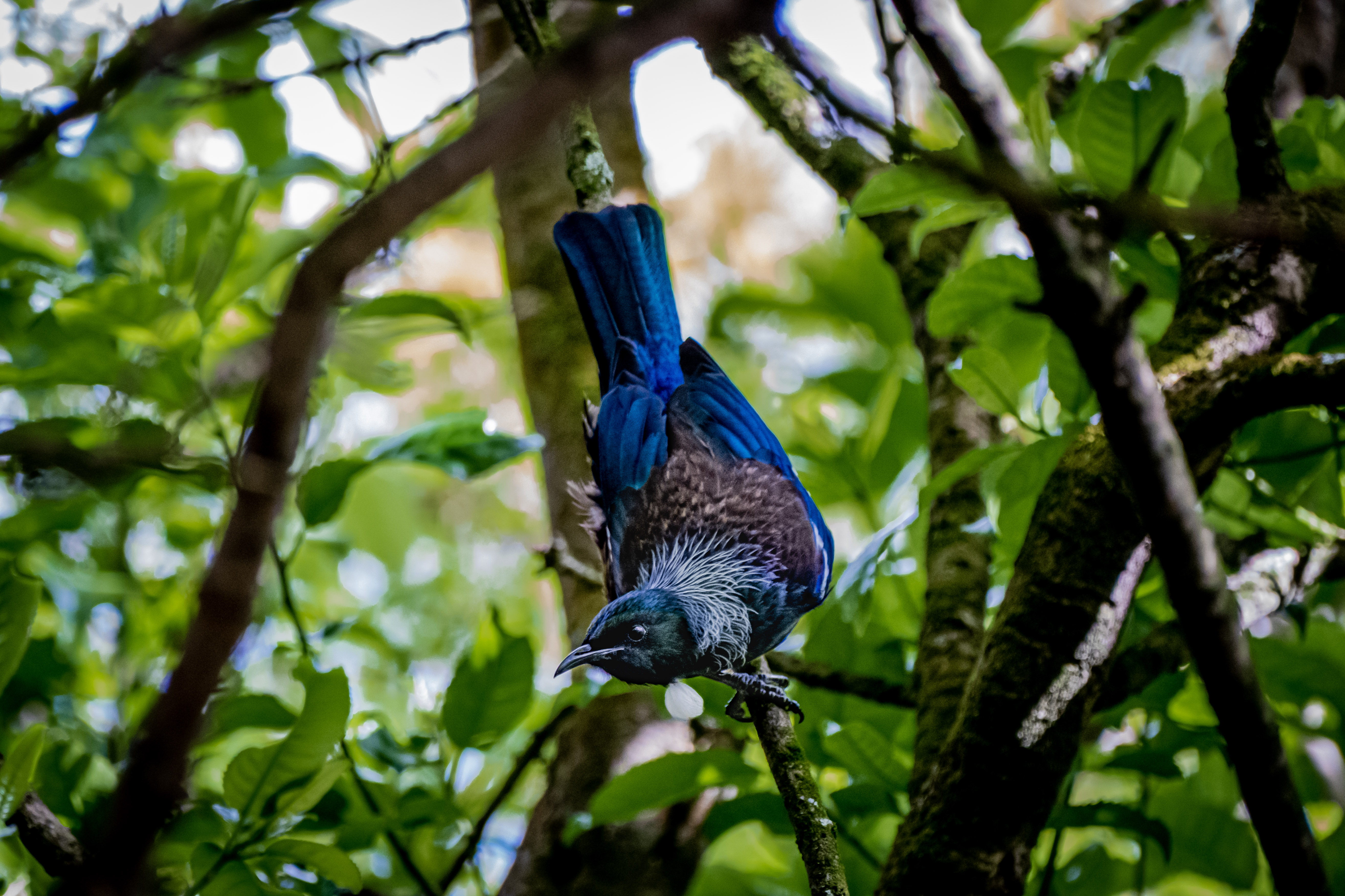 Tui checkin me out