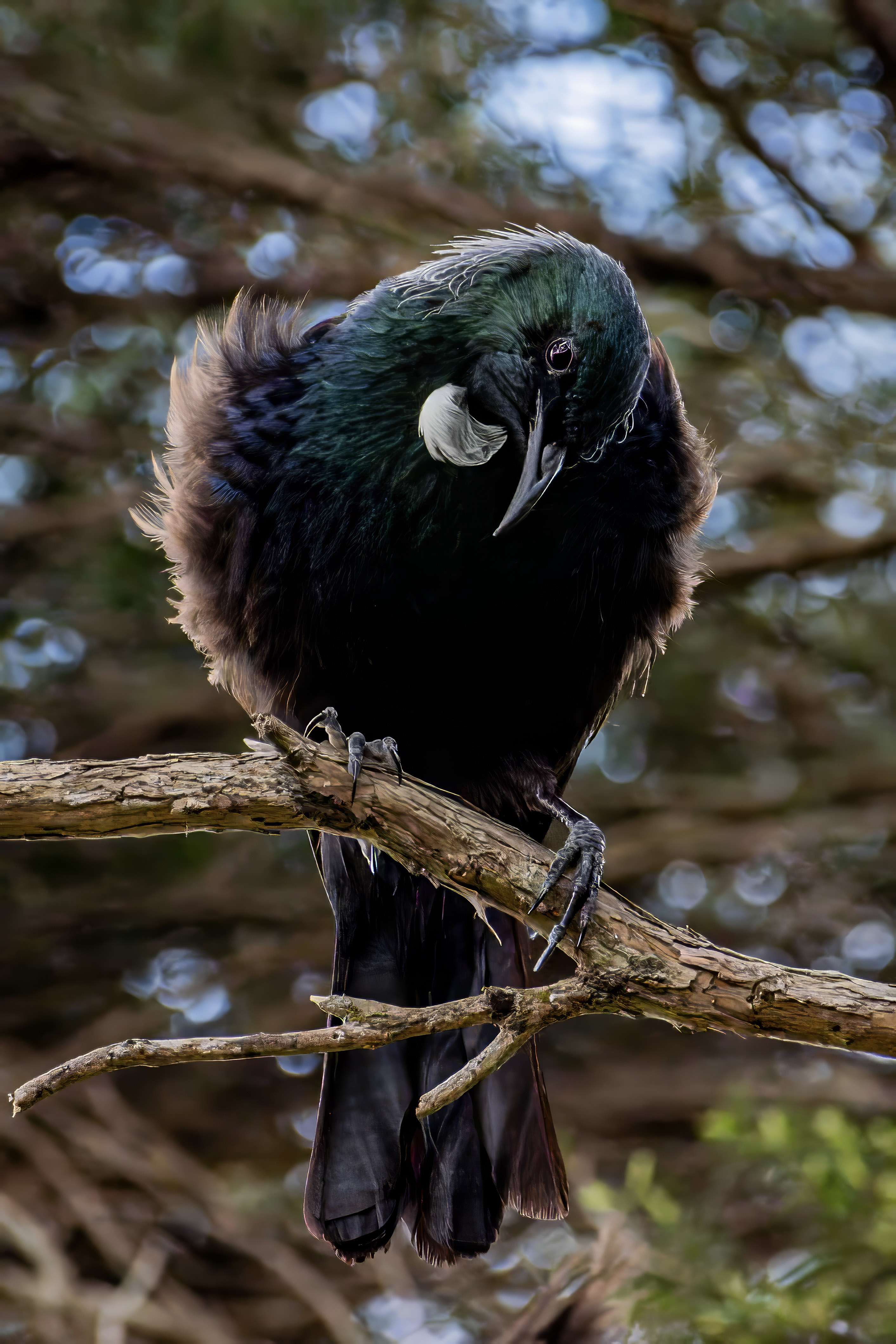 Tui you lookin at me